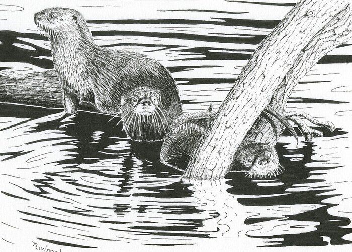Otter Greeting Card featuring the drawing Otters Three by Timothy Livingston
