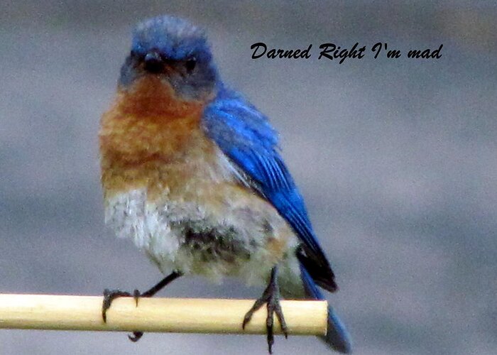Mad Blue Bird Greeting Card featuring the photograph Our Own Mad Blue Bird by Betty Pieper