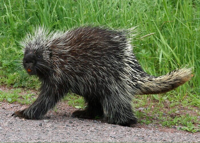 Porcupine Greeting Card featuring the photograph Out for a walk by David Barker