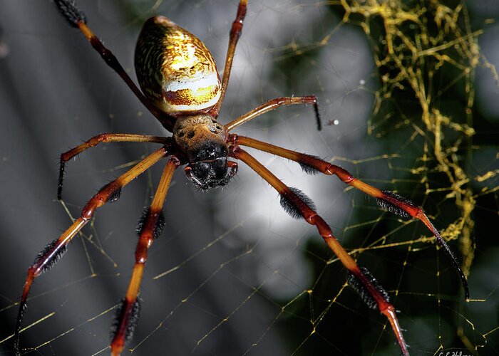 Spider Greeting Card featuring the photograph Out Of The Dark by Christopher Holmes