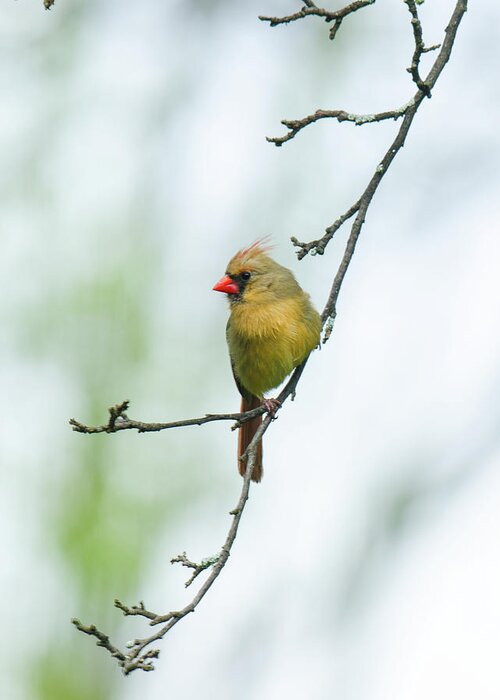Female Cardinal Greeting Card featuring the photograph Out on a Limb 2 by Kristin Hatt