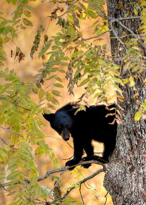Black Bear Greeting Card featuring the photograph Out On A Limb by Carol Montoya
