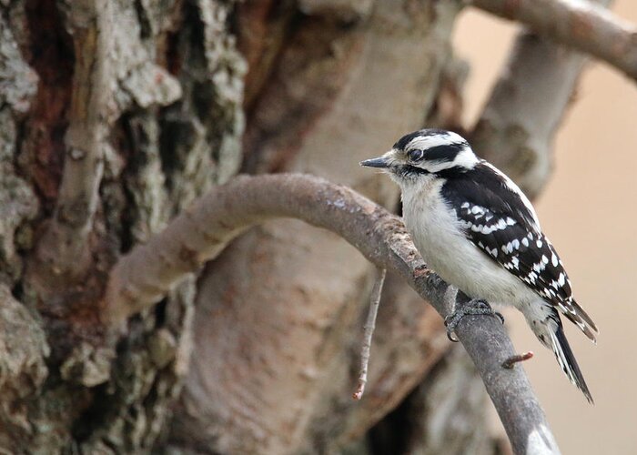 Hairy Woodpecker Greeting Card featuring the photograph Out On A Limb by Living Color Photography Lorraine Lynch
