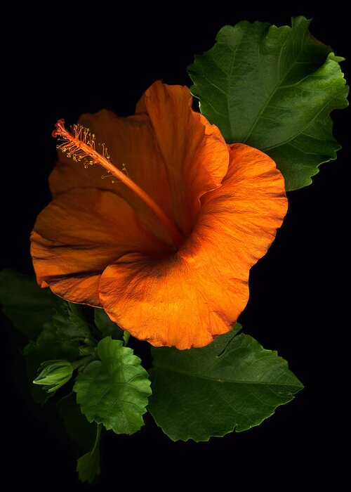 Hibiscus Greeting Card featuring the photograph Outrageous Orange by Deborah J Humphries