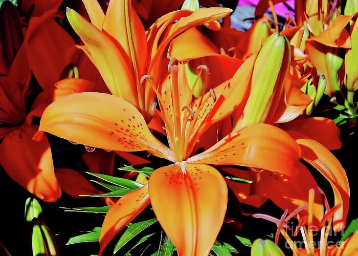 Orange Greeting Card featuring the photograph Outstanding Orange Tiger Lilies by D Hackett