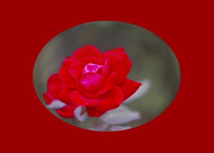 Nature Greeting Card featuring the photograph Oval Rose Motif by Linda Phelps