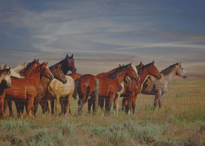 Horses Greeting Card featuring the photograph Over The Fenceline by Amanda Smith