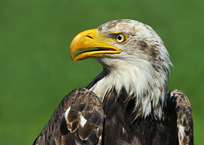 Bald Eagle Greeting Card featuring the photograph Over The Shoulder by Tony Beck