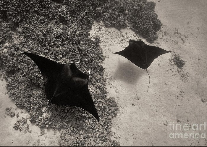 Manta Ray Greeting Card featuring the photograph Over The Reef by Aaron Whittemore