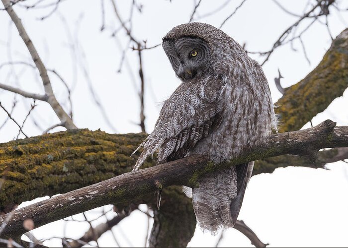 Great Gray Owl Greeting Card featuring the photograph Owl Scowl by Ryan Moyer