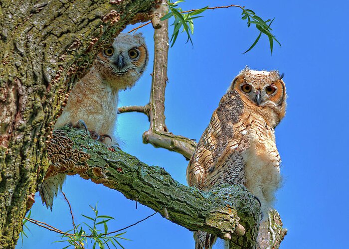 Owlet Great Horned Owl Owl Siblings Raptor Birds Square Blue Curious Greeting Card featuring the photograph Owlet Siblings -Peekaboo by Peter Herman