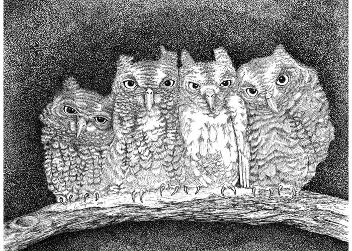 Owl Greeting Card featuring the drawing Owls by Lawrence Tripoli