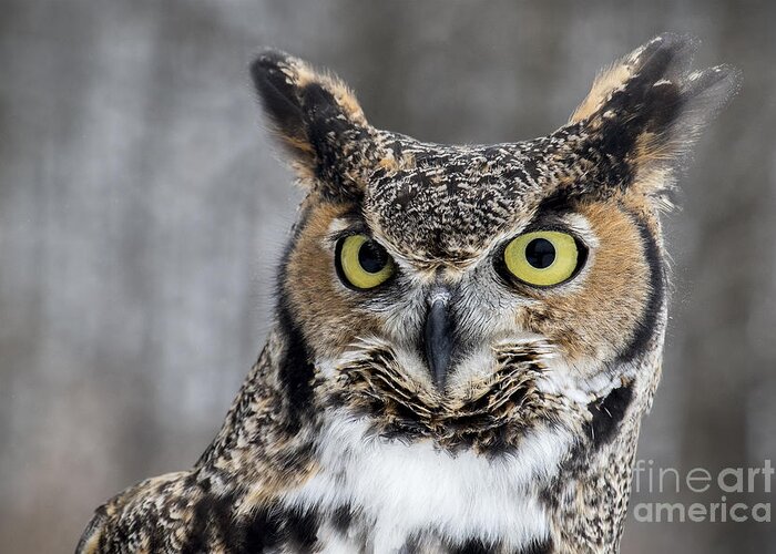 Great Horned Owl Greeting Card featuring the photograph Owly by Angie Rea