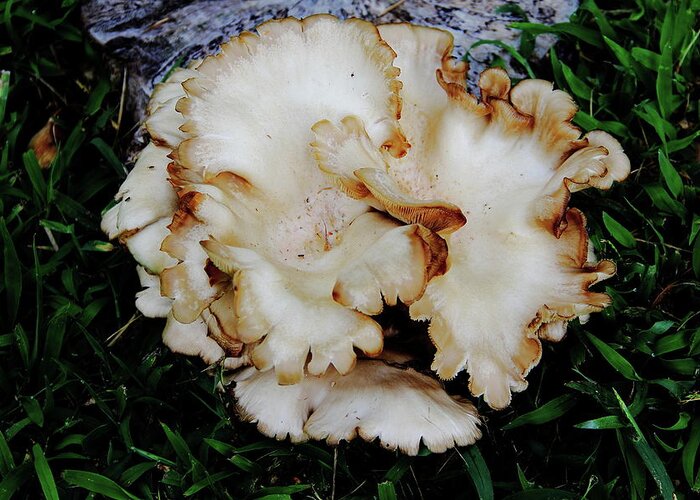  Oyster Mushroom Greeting Card featuring the photograph Oyster Mushroom by Allen Nice-Webb