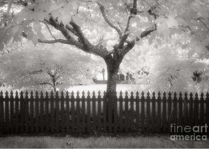 Our Town Greeting Card featuring the photograph Oysterville Tree by Craig J Satterlee
