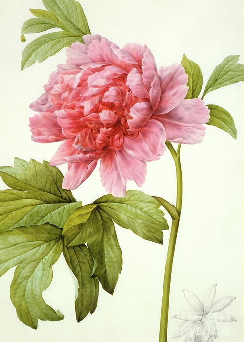 Redoute Greeting Card featuring the painting Paeonia Suffruticosa by Pierre Joseph Redoute