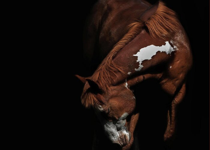 Paint Horse Greeting Card featuring the photograph Paint In Black II by Ryan Courson
