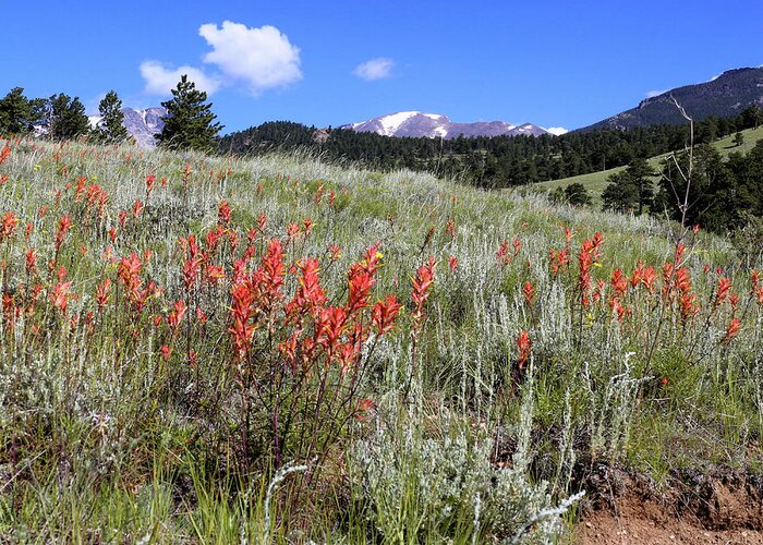 Mountain Greeting Card featuring the photograph Indian Paintbrush by Scott Kingery