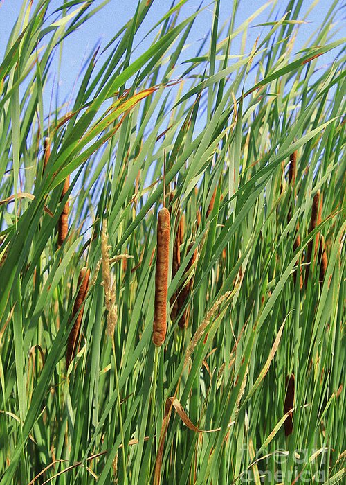 Photo Paint Greeting Card featuring the photograph Painted Bulrushes by Nina Silver