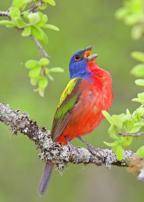 Painted Bunting Greeting Card featuring the photograph Painted Bunting Singing 2 by D Robert Franz