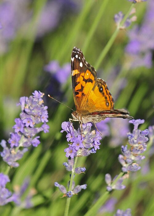 Lavender Greeting Card featuring the photograph American Lady Butterfly On Lavender by Lara Ellis