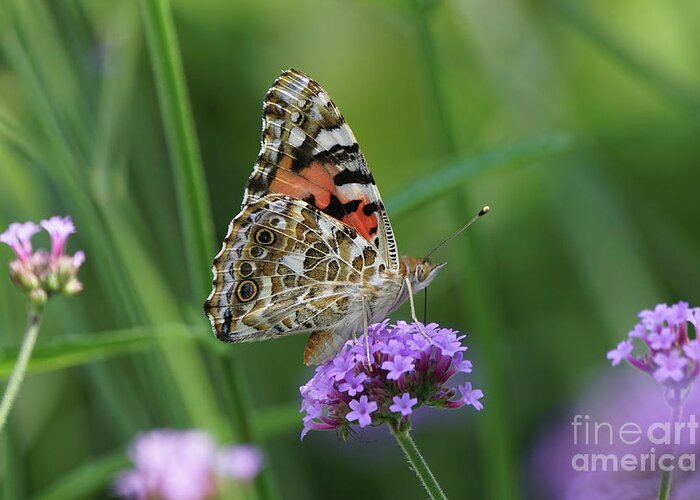 Painted Lady Greeting Card featuring the photograph Painted Lady Butterfly on Verbena by Robert E Alter Reflections of Infinity