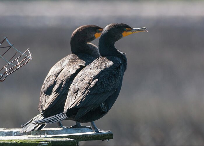 Double-crested Cormorant Greeting Card featuring the photograph Pair Double-Crested Cormorant 3 March 2018 by D K Wall