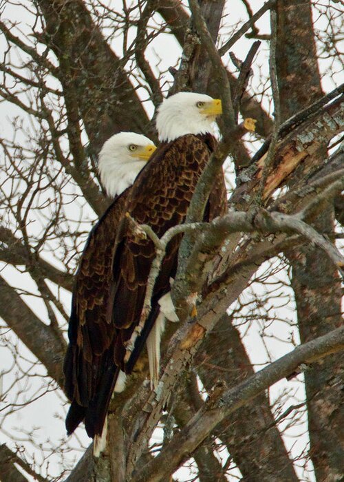 Pair Greeting Card featuring the photograph Pair of Bald Eagles 0740 by Michael Peychich