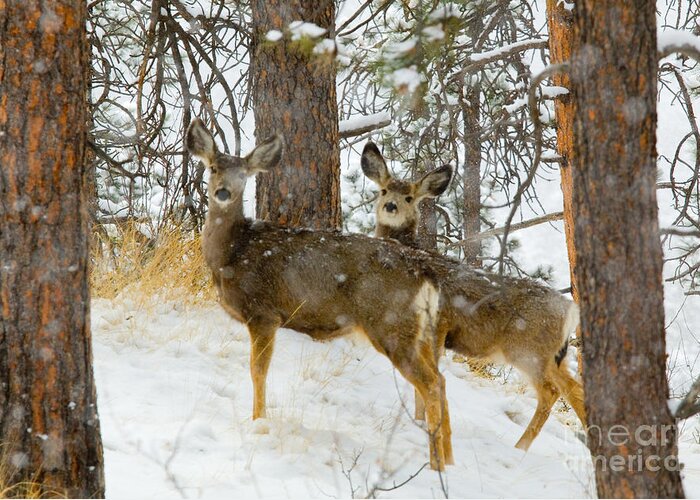 Deer Greeting Card featuring the photograph Pair of Deer in Heavy Snow in the Pike National Forest by Steven Krull