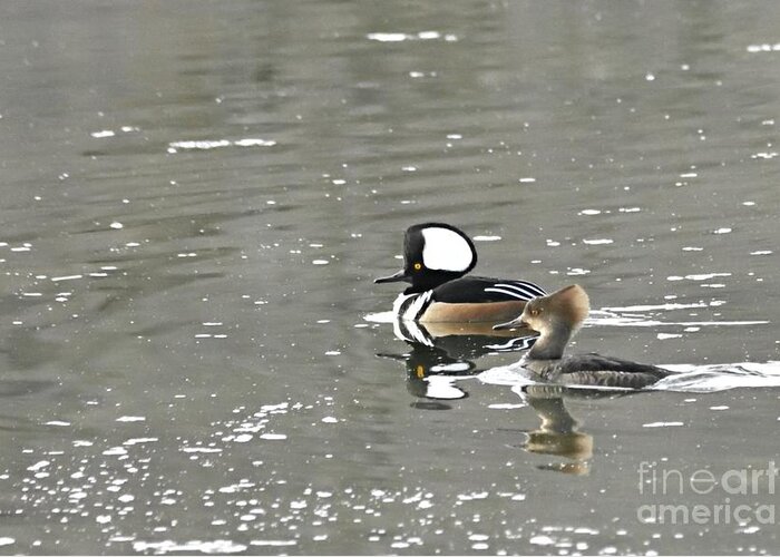 Photography Greeting Card featuring the photograph Pair of Hooded Mergansers by Larry Ricker