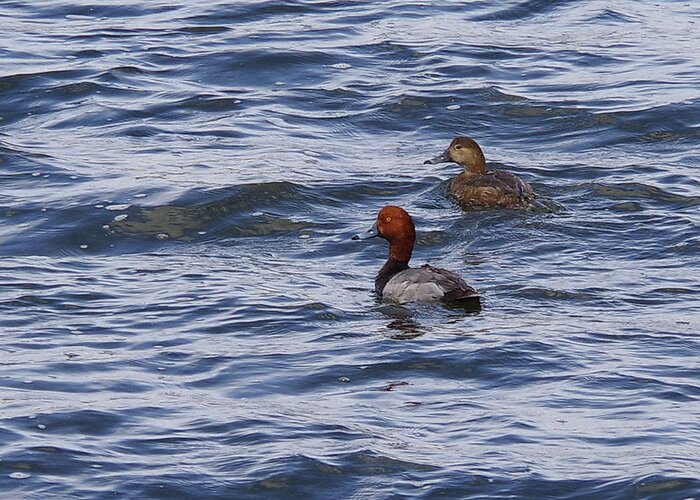 Waterfowl Greeting Card featuring the photograph Pair of Red Heads by Mike and Sharon Mathews