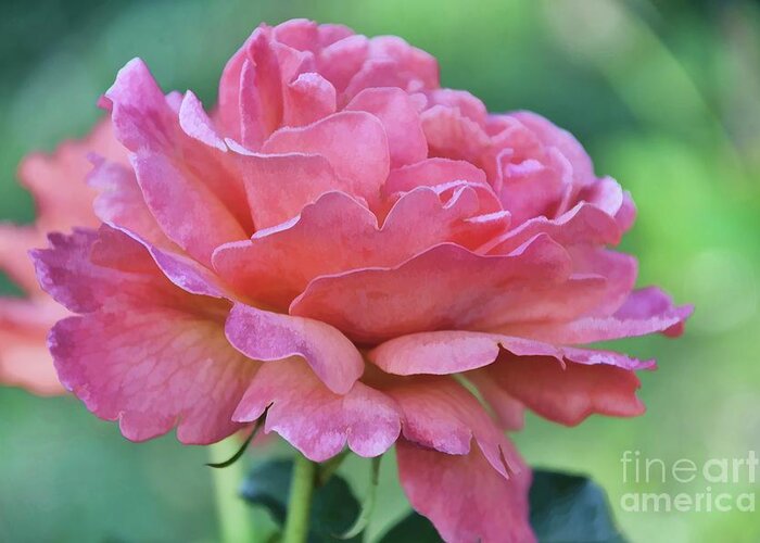 Light Greeting Card featuring the photograph Pale Blush by Diana Mary Sharpton