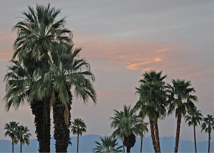 Palm Greeting Card featuring the photograph Palm Desert Sunset by Carol Eliassen