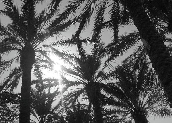 Palm Greeting Card featuring the photograph Palm Saturday by WaLdEmAr BoRrErO