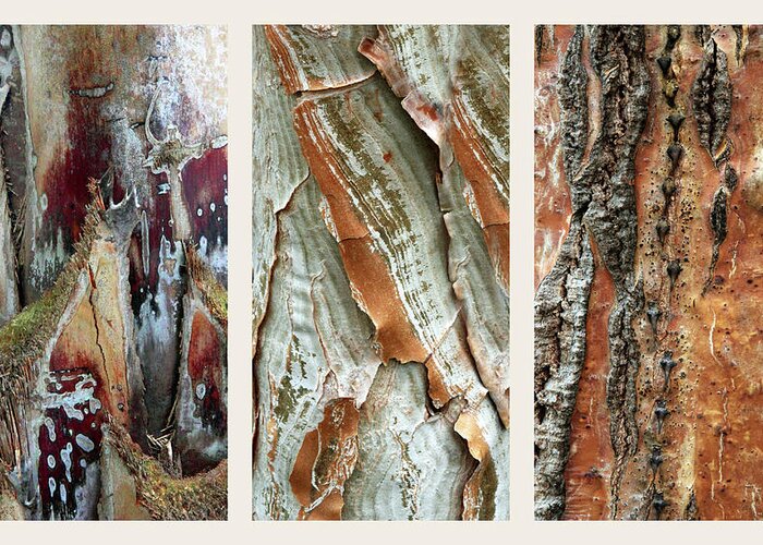 Bark Greeting Card featuring the photograph Palm Tree Bark Triptych by Jessica Jenney
