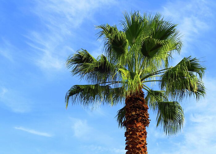 Palm Tree Greeting Card featuring the photograph Palm Tree, Blue Sky, Wispy Clouds by Ram Vasudev