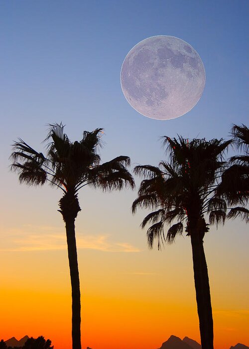 Palm Greeting Card featuring the photograph Palm Tree Full Moon Sunset by James BO Insogna