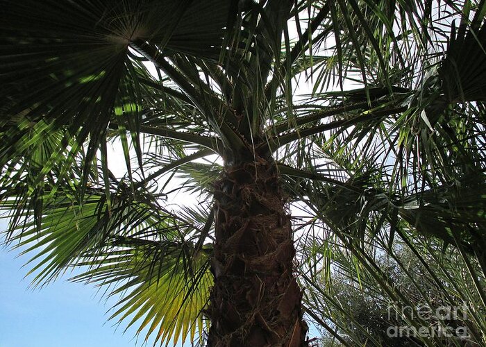 Almunecar Greeting Card featuring the photograph Palm tree in Almunecar by Chani Demuijlder