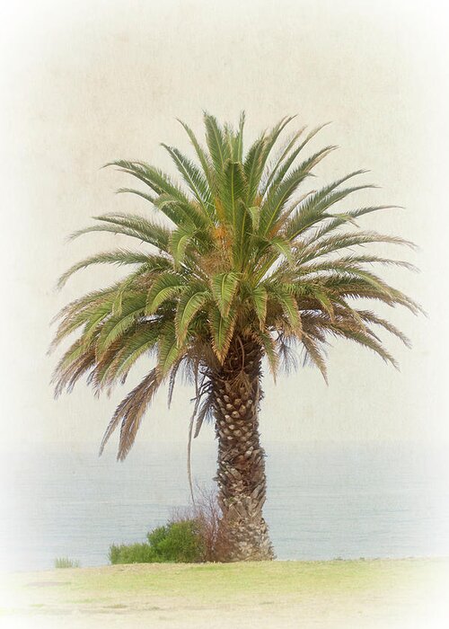 Palm Tree Greeting Card featuring the photograph Palm Tree in Coastal California in a Retro Style by Anthony Murphy