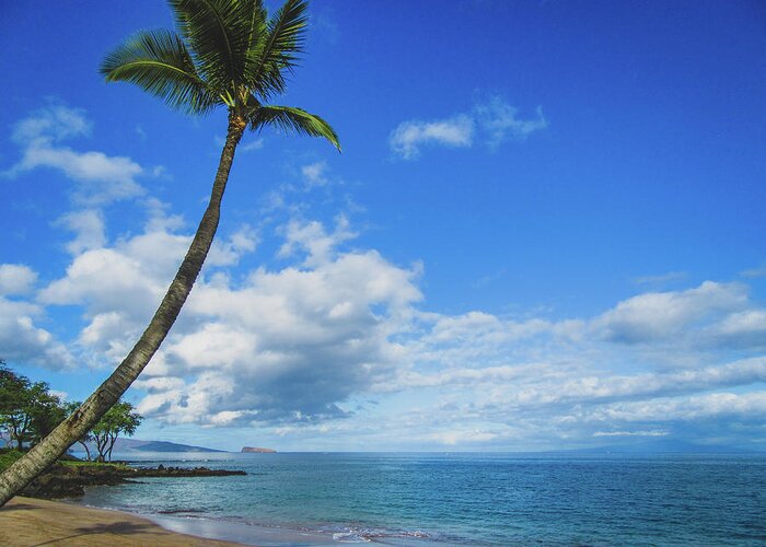 Beach Greeting Card featuring the photograph Palm Tree in Paradise by Andy Konieczny