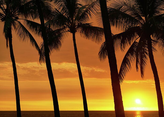 Sunset Greeting Card featuring the photograph Palm Tree Sunset by Christopher Johnson