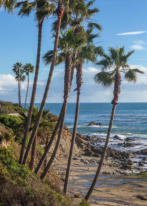Laguna Beach Greeting Card featuring the photograph Palm Trees at Monument Point Laguna Beach by Cliff Wassmann