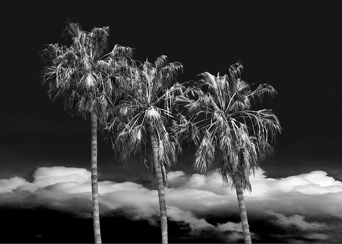 Tree Greeting Card featuring the photograph Palm Trees in Black and White on Cabrillo Beach by Randall Nyhof