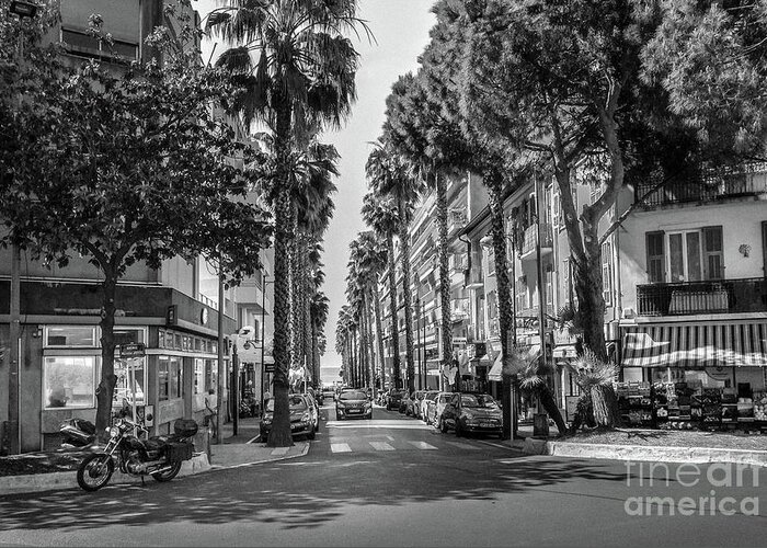 Black And White Greeting Card featuring the photograph Palm Trees On Street In Antibes, France, Blk Wht by Liesl Walsh