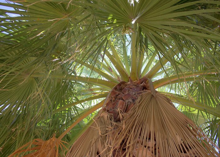Palm Greeting Card featuring the photograph Palm view by Darrell Foster