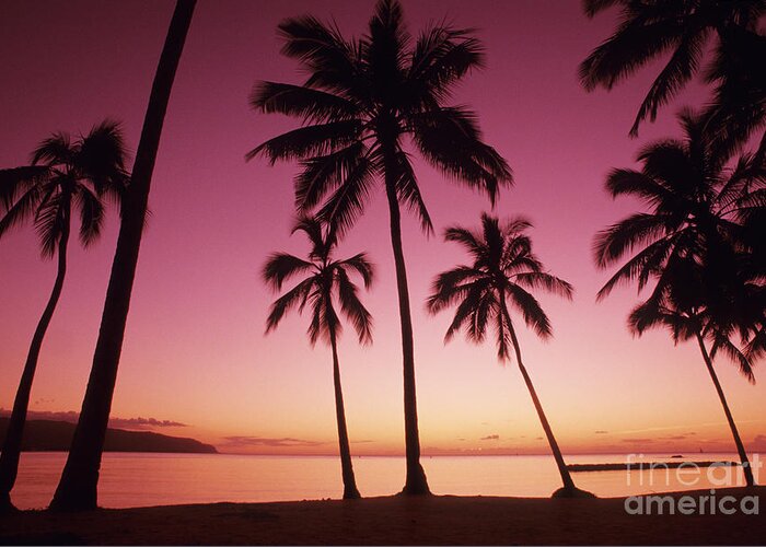 Beach Greeting Card featuring the photograph Palms Against Pink Sunset by Carl Shaneff - Printscapes