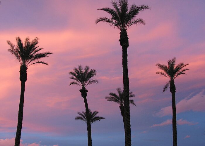 6 Palm Trees Greeting Card featuring the photograph Palms at Sunset by Phyllis Kaltenbach