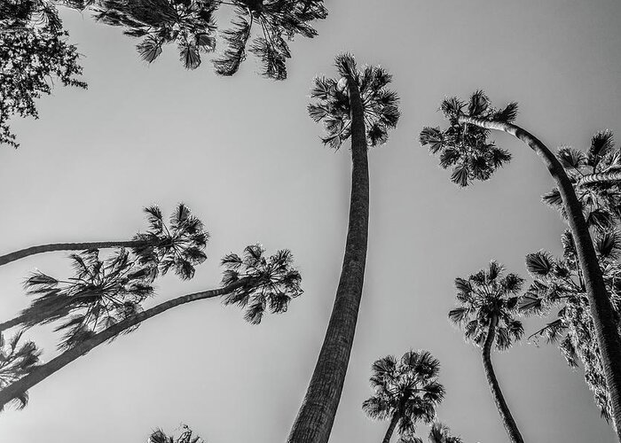 Palm Trees Greeting Card featuring the photograph Palms Up II by Ryan Weddle