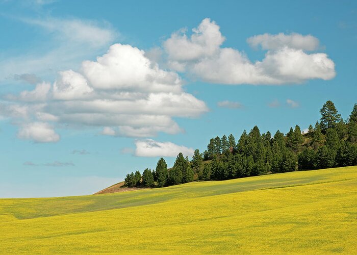 Outdoors Greeting Card featuring the photograph Palouse Treeline by Doug Davidson