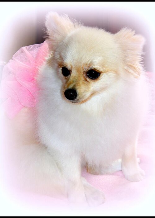 Pomeranian Greeting Card featuring the photograph Pampered Pomeranian by Kathy White